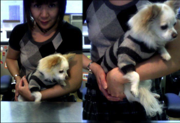 My dog, a proud Mexican photo 4